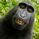 Illustration for article titled Who Owns Copyright On A Selfie Taken By A Monkey?